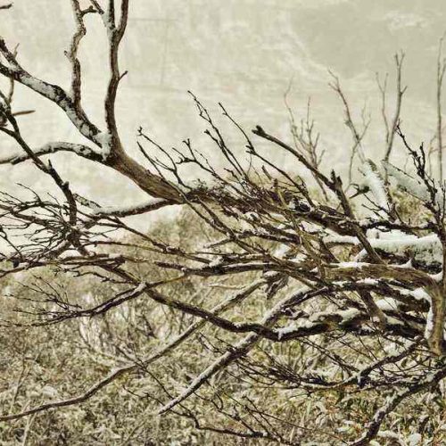 Snow Gums in Autumn