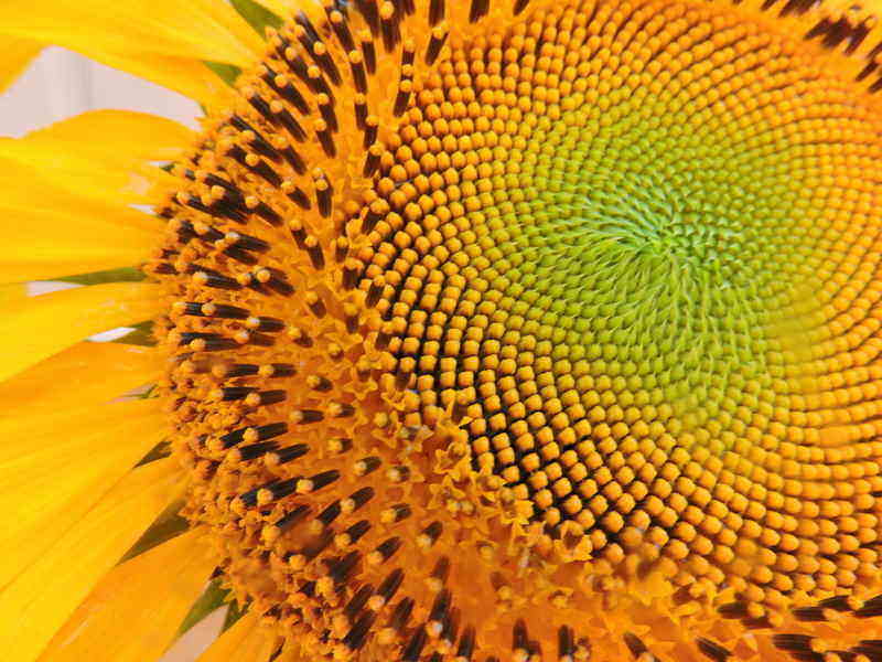 Sunflower gives Life
